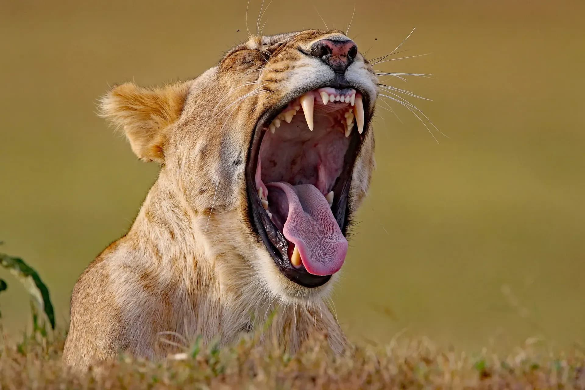 The 7-Day Ultimate — Kenya safari from Watamu