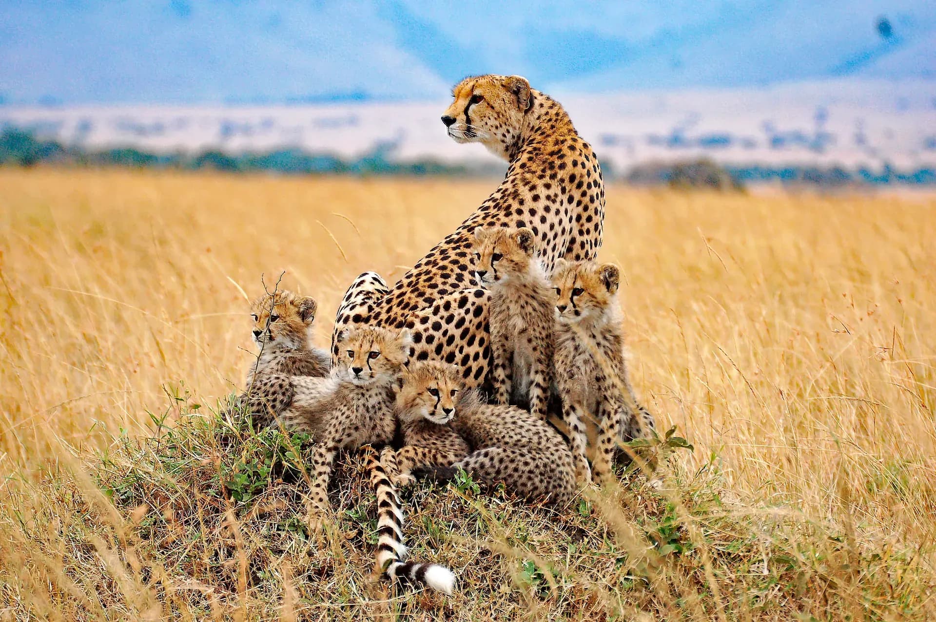 Safaris — Follow Your Dreams Tours in Watamu, Kenya