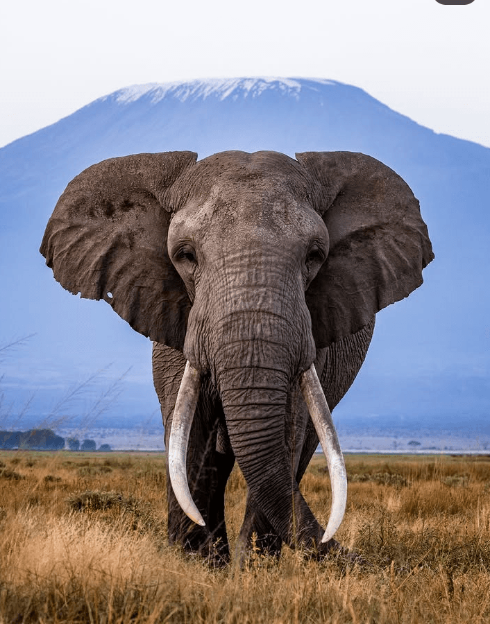 Tsavo East + Amboseli — Kenya safari from Watamu