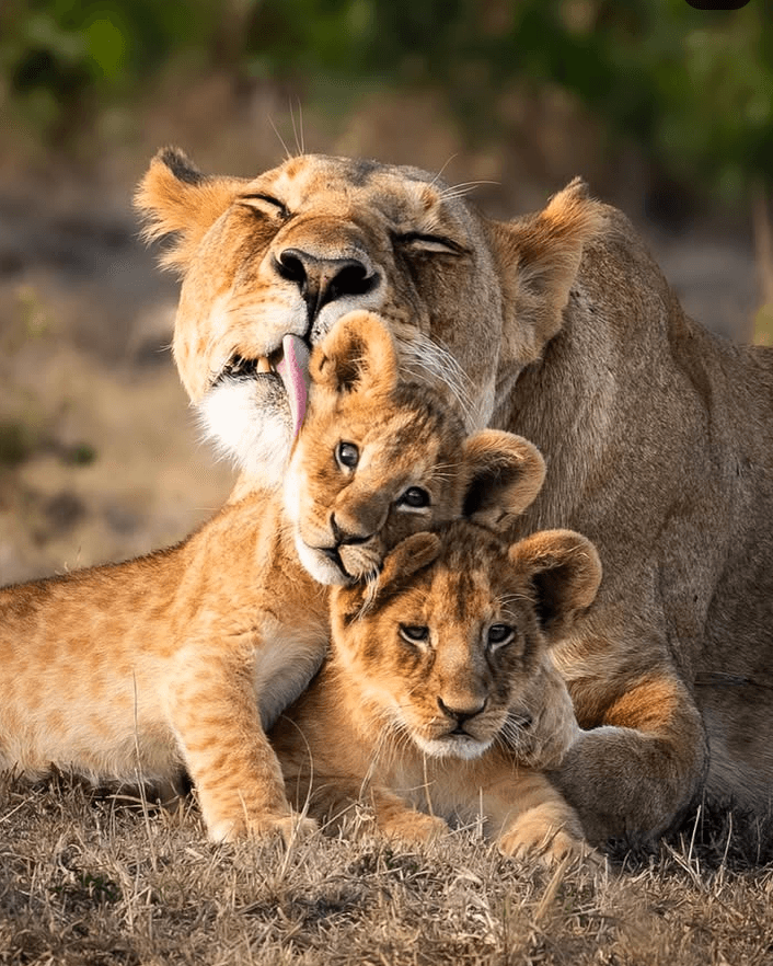 Tsavo East + Taita Hills