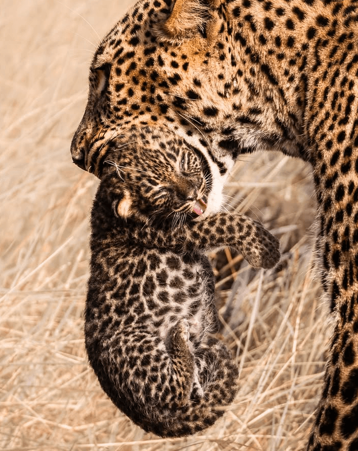 Tsavo West + Amboseli + Tsavo East
