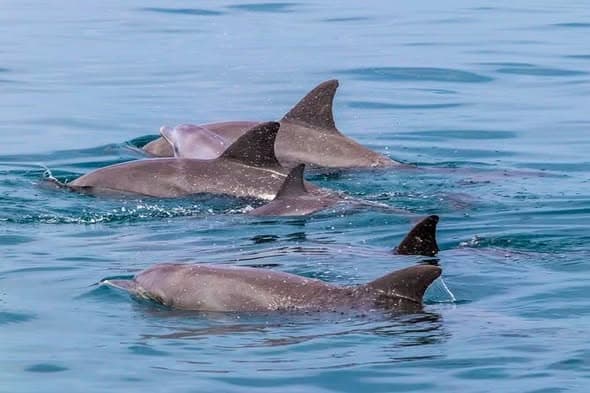 Snorkelling & Dolphins