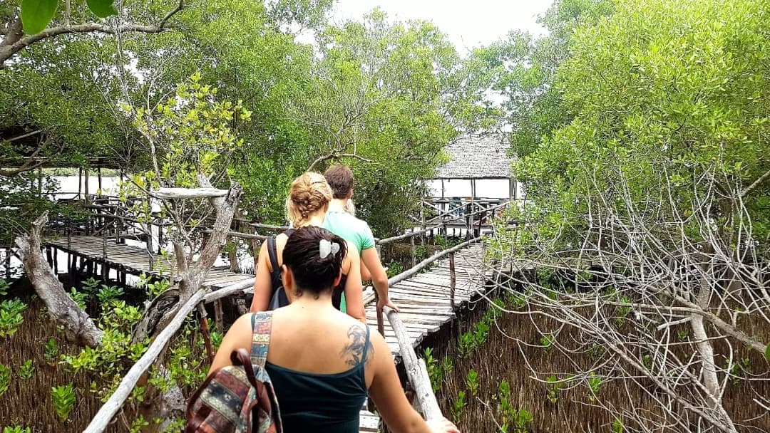 Mida Creek & Mangroves