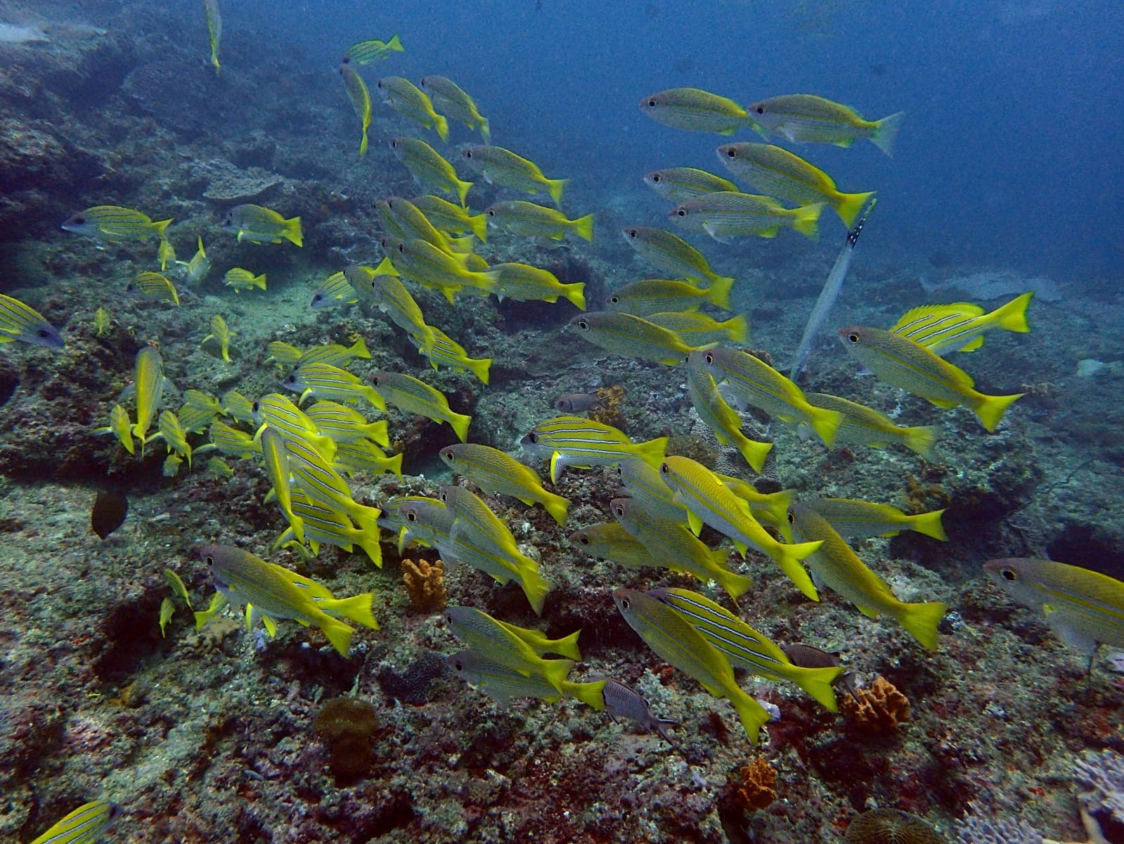 Try Diving (Discover Scuba)