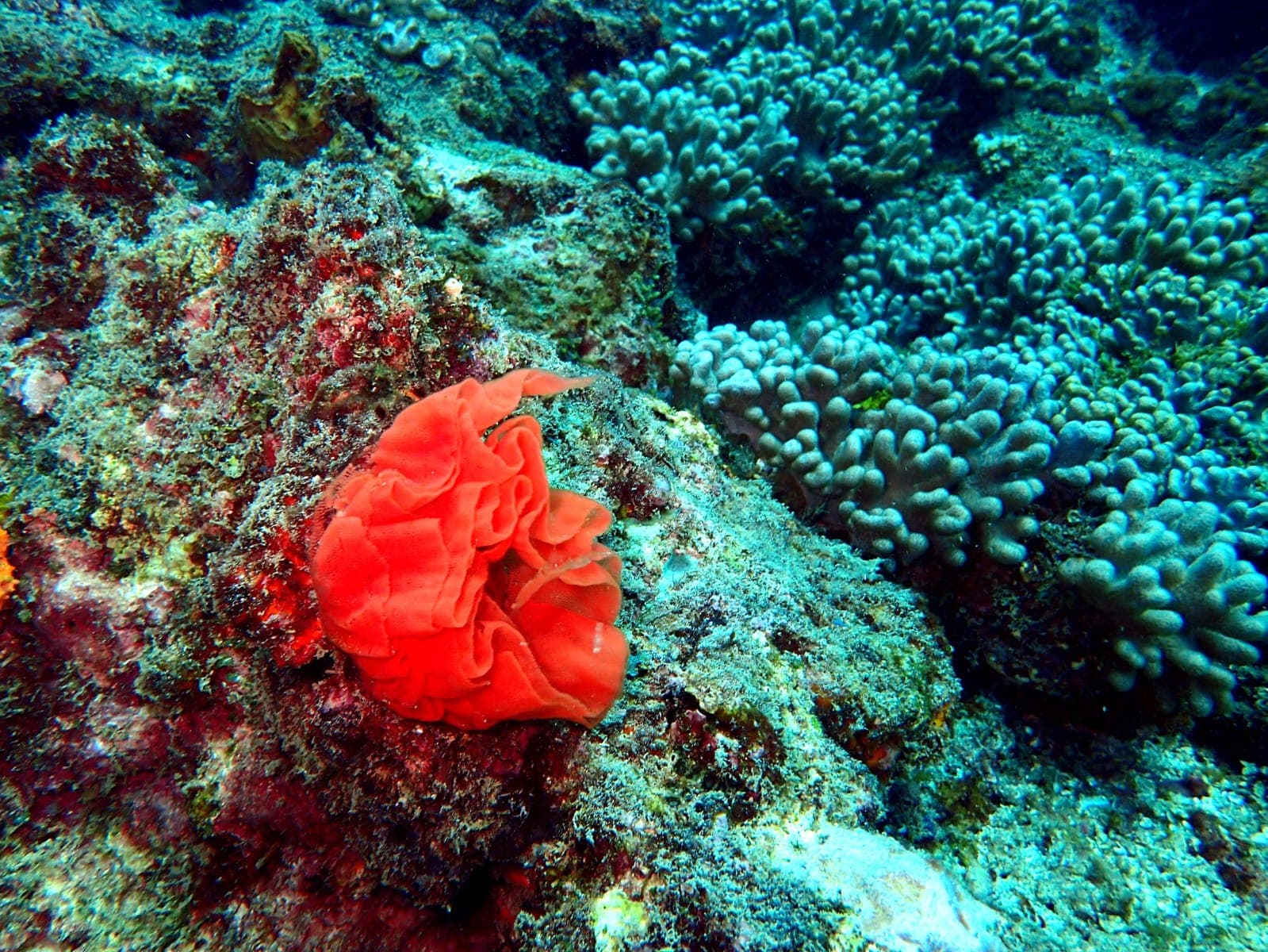 Certified Reef Diving