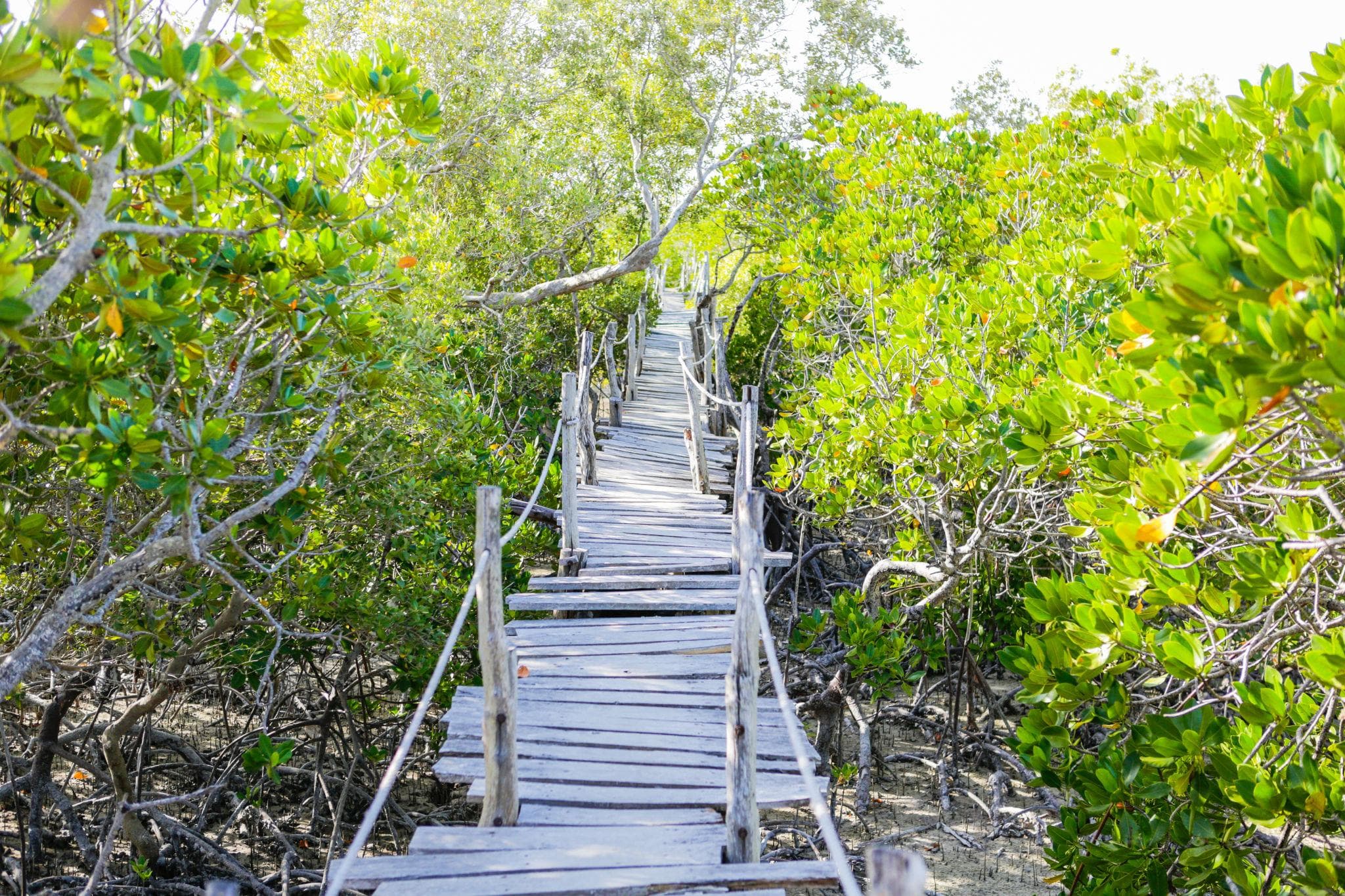 Best Guided Tours at Mida Creek, Watamu