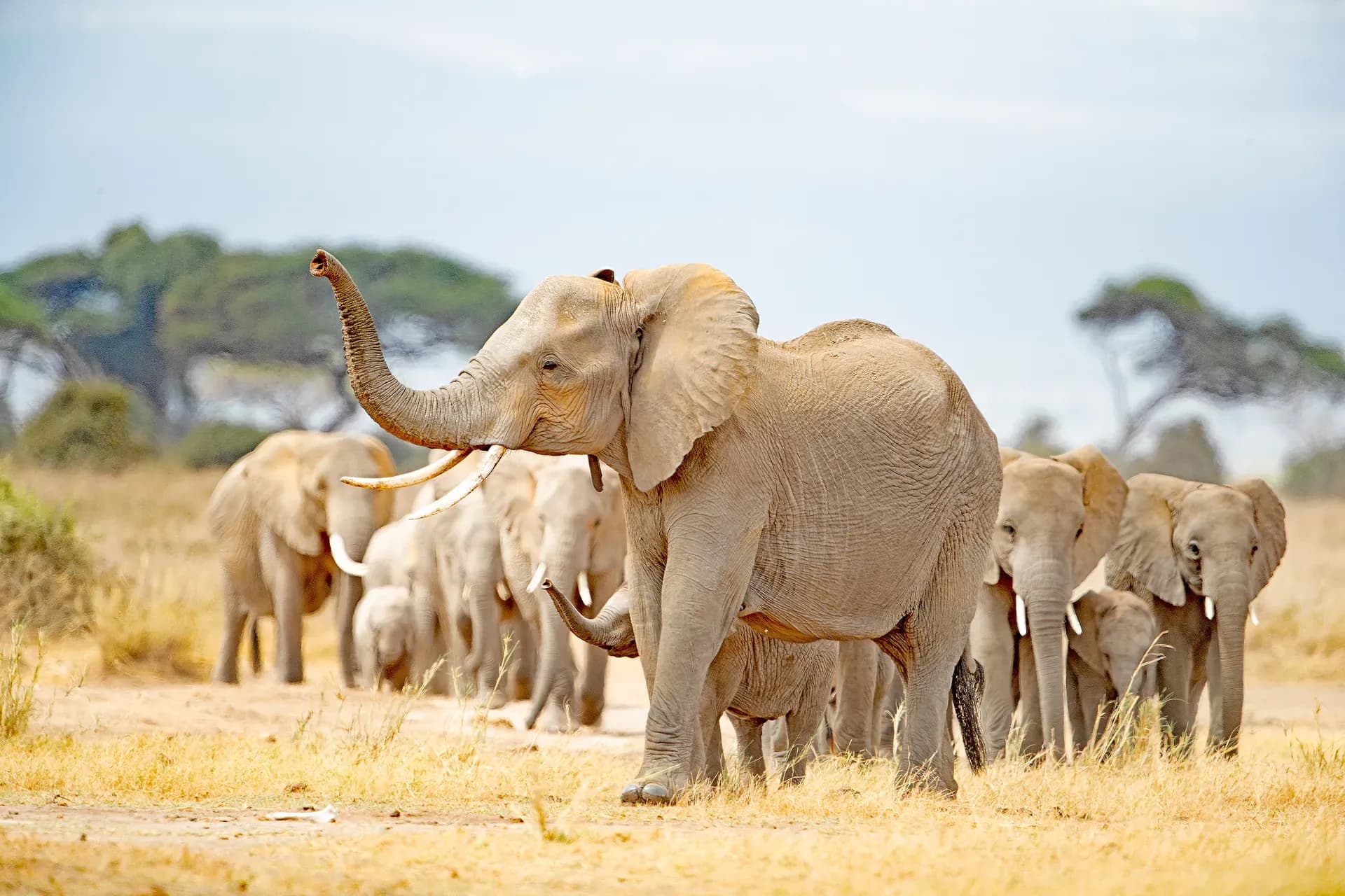 Amboseli vs Maasai Mara: Which Kenya Safari Should You Choose?