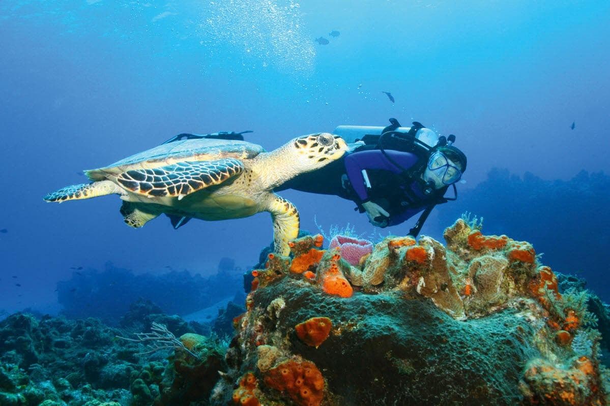 Watamu Diving Prices: Single Dives, Packages and Courses