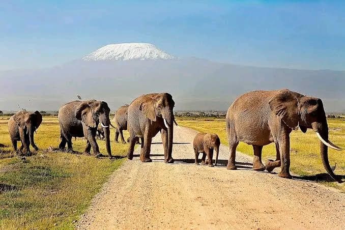 Amboseli vs Maasai Mara for Elephants