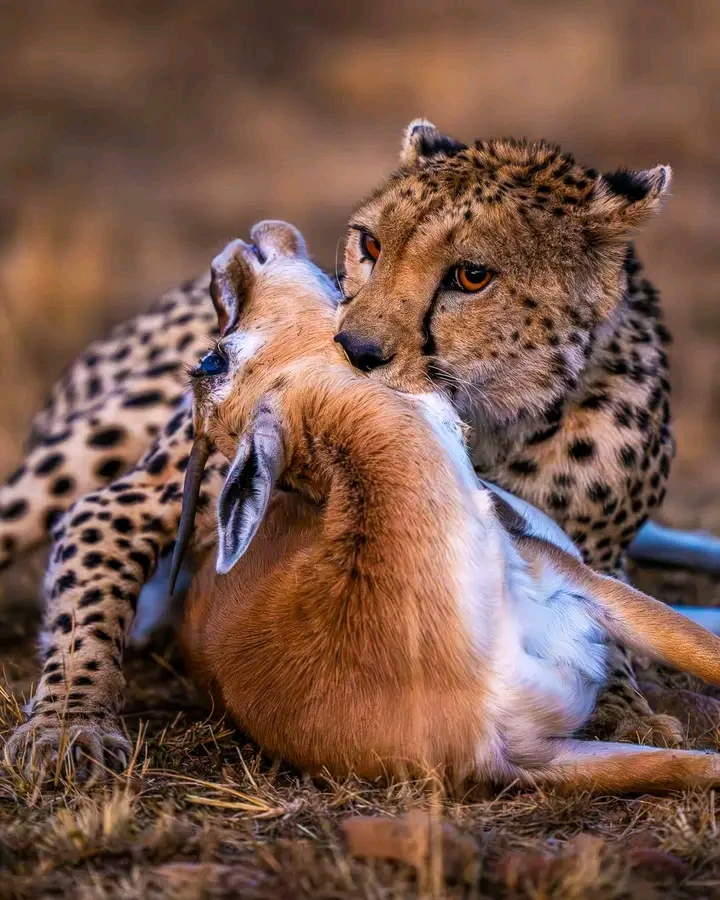 Tsavo East — 1-Day Escape